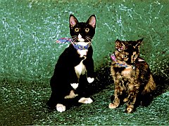 Izzie and Lapper, Domestic Shorthairs